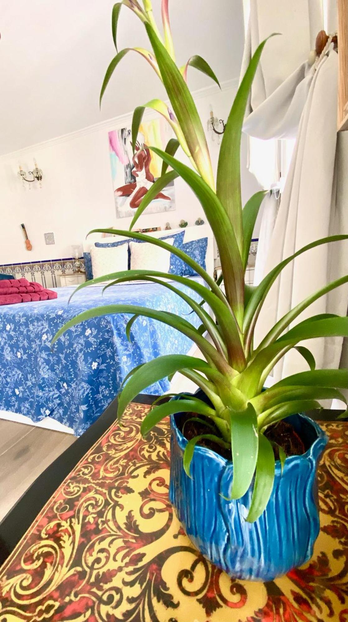 Zenit Olhao Bed & Breakfast Екстериор снимка